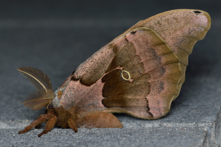 file:polyphemus moth (antheraea polyphemus), male guelph, ontario 01.jpg