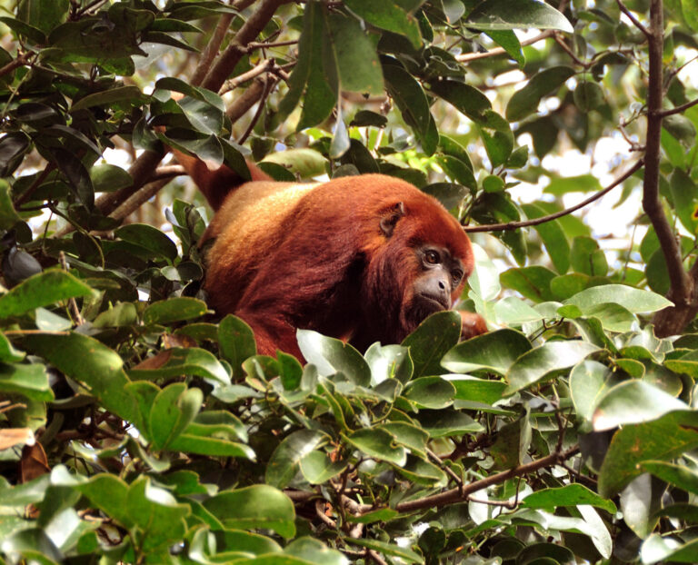 ursine howler monkey (alouatta seniculus arctoide)