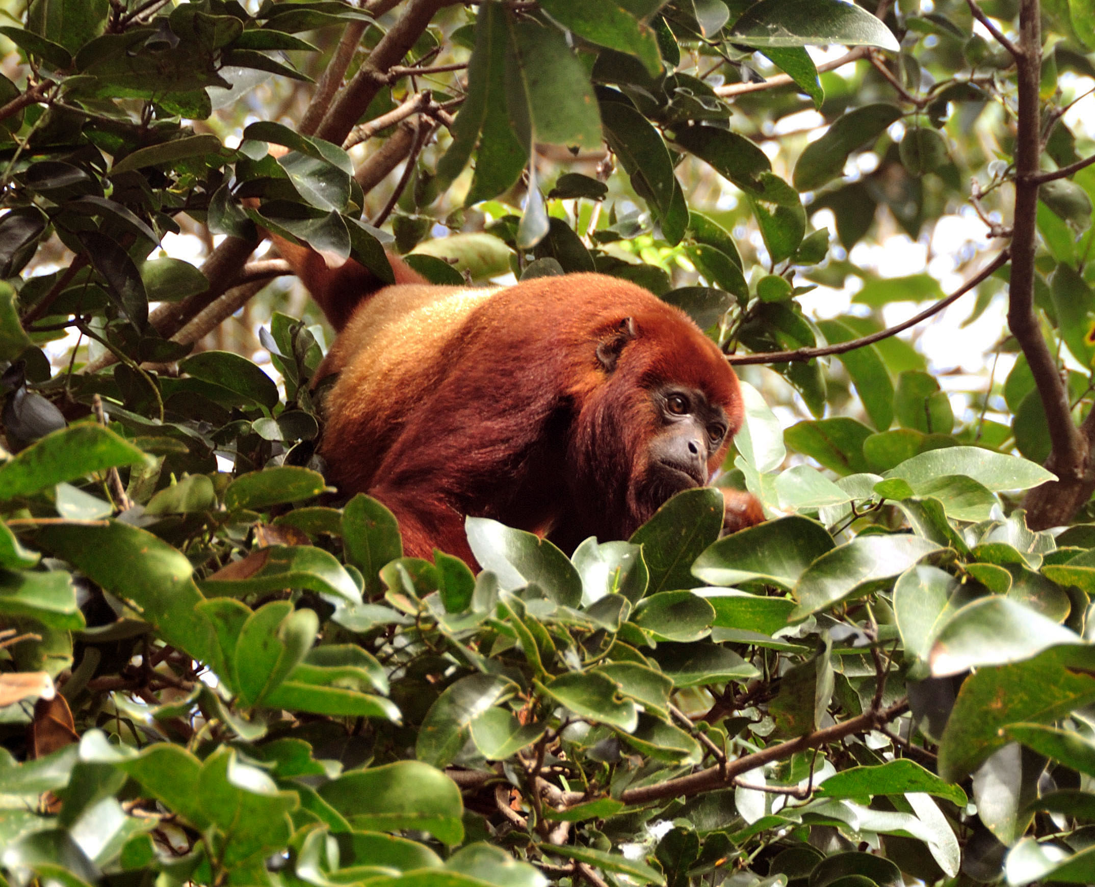ursine howler monkey (alouatta seniculus arctoide)
