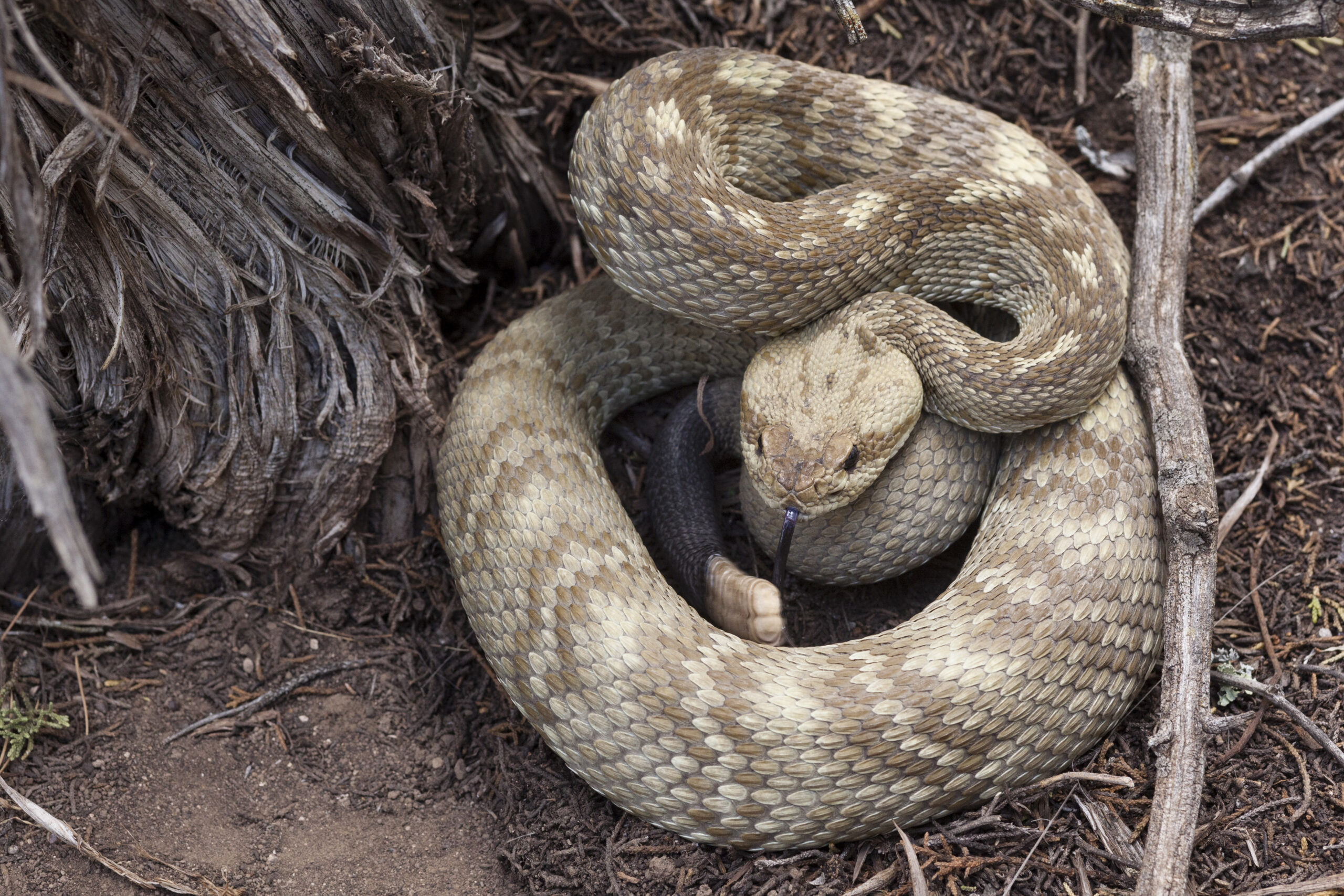 Black-Tailed Rattlesnake