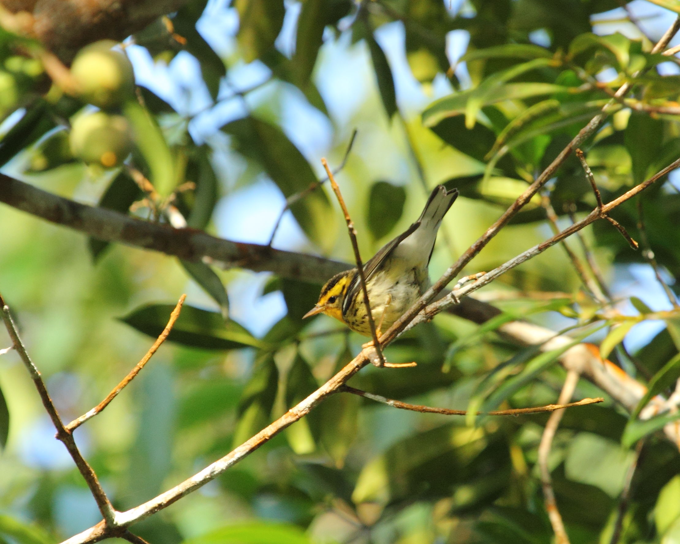 blackburnian warbler setophaga fusca, paramin, trinidad 2 blackburnian warbler setophaga fusca, paramin, trinidad 2