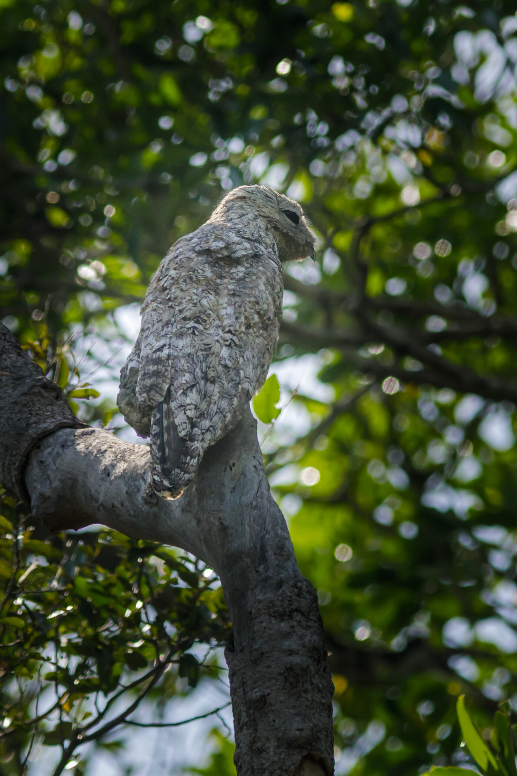 parque estadual encontro das Águas thomas fuhrmann (2023 09) great potoo nyctibius grandis parque estadual encontro das Águas thomas fuhrmann (2023 09) great potoo nyctibius grandis