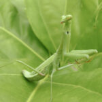 Praying Mantis