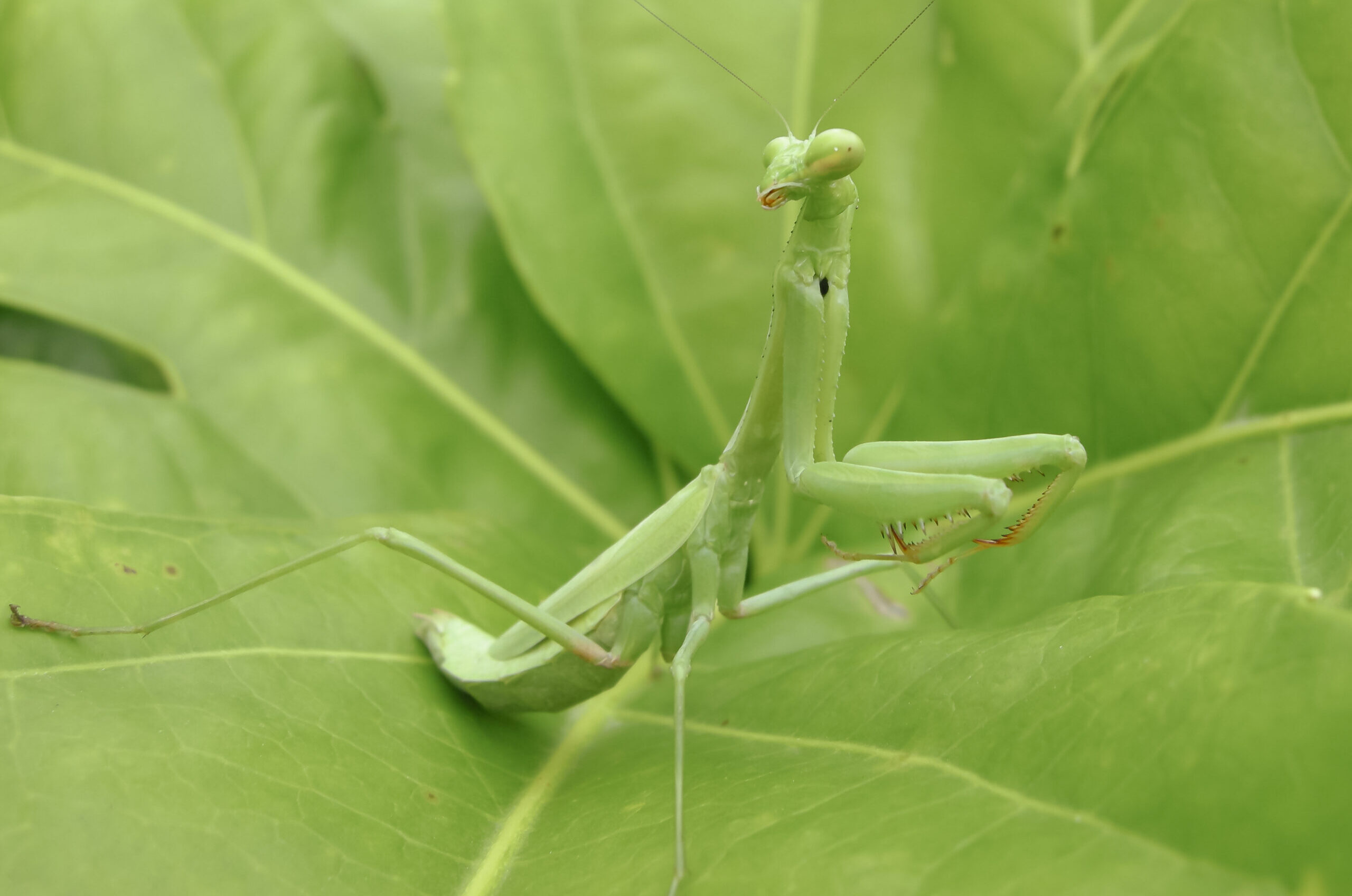 Praying Mantis