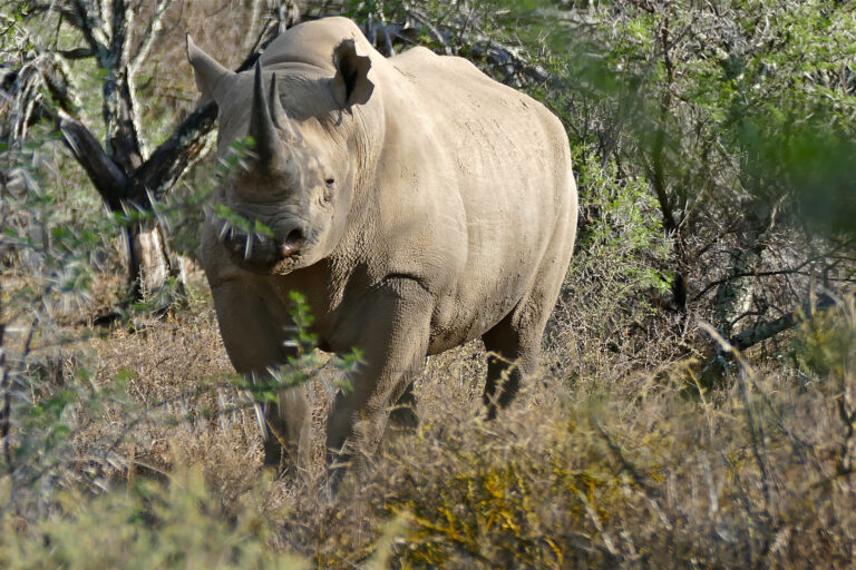 black rhinoceros (diceros bicornis) (32197691303)