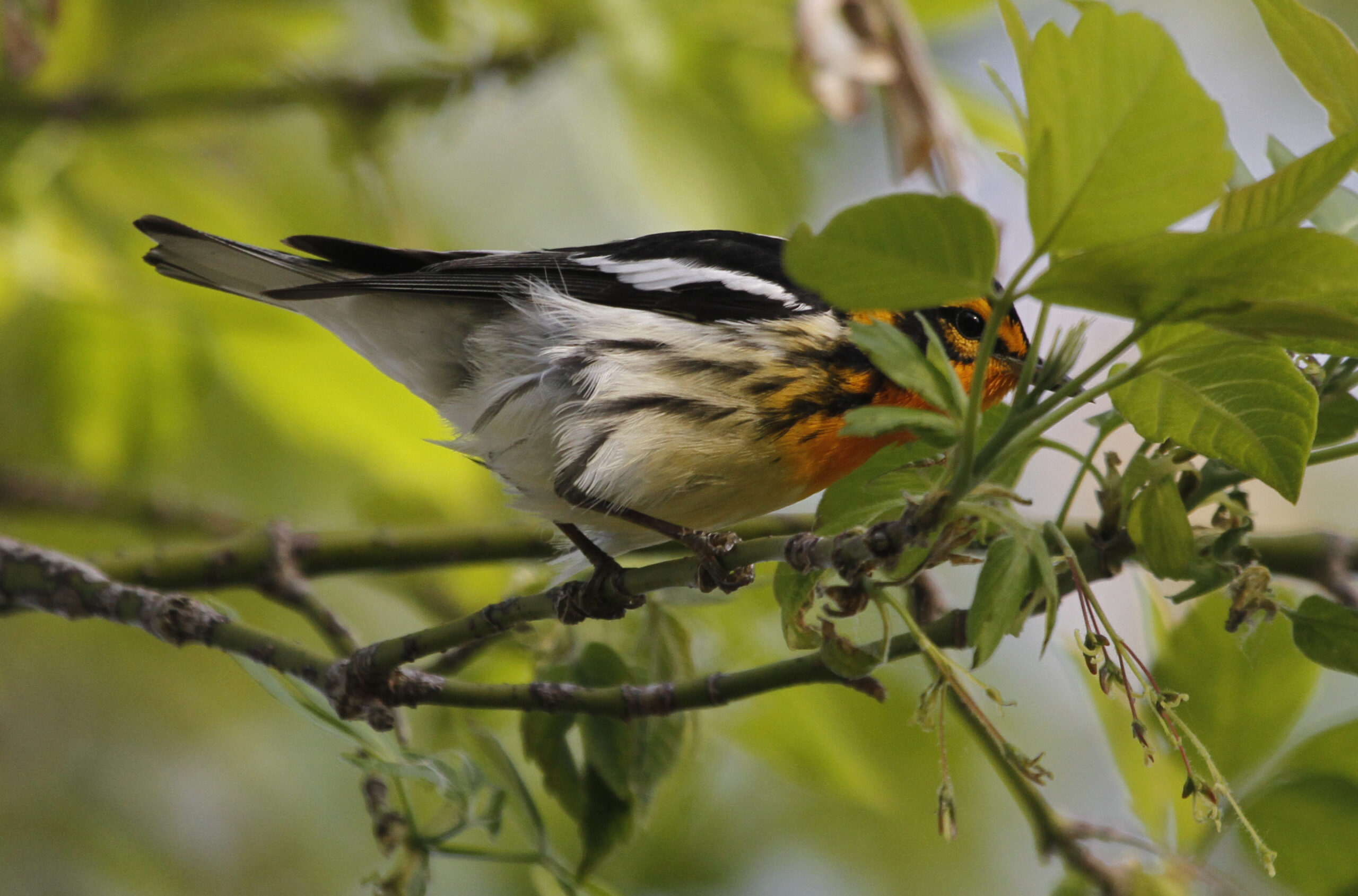 blackburnian warbler setophaga fusca, magee marsh, ohio 3 blackburnian warbler setophaga fusca, magee marsh, ohio 3
