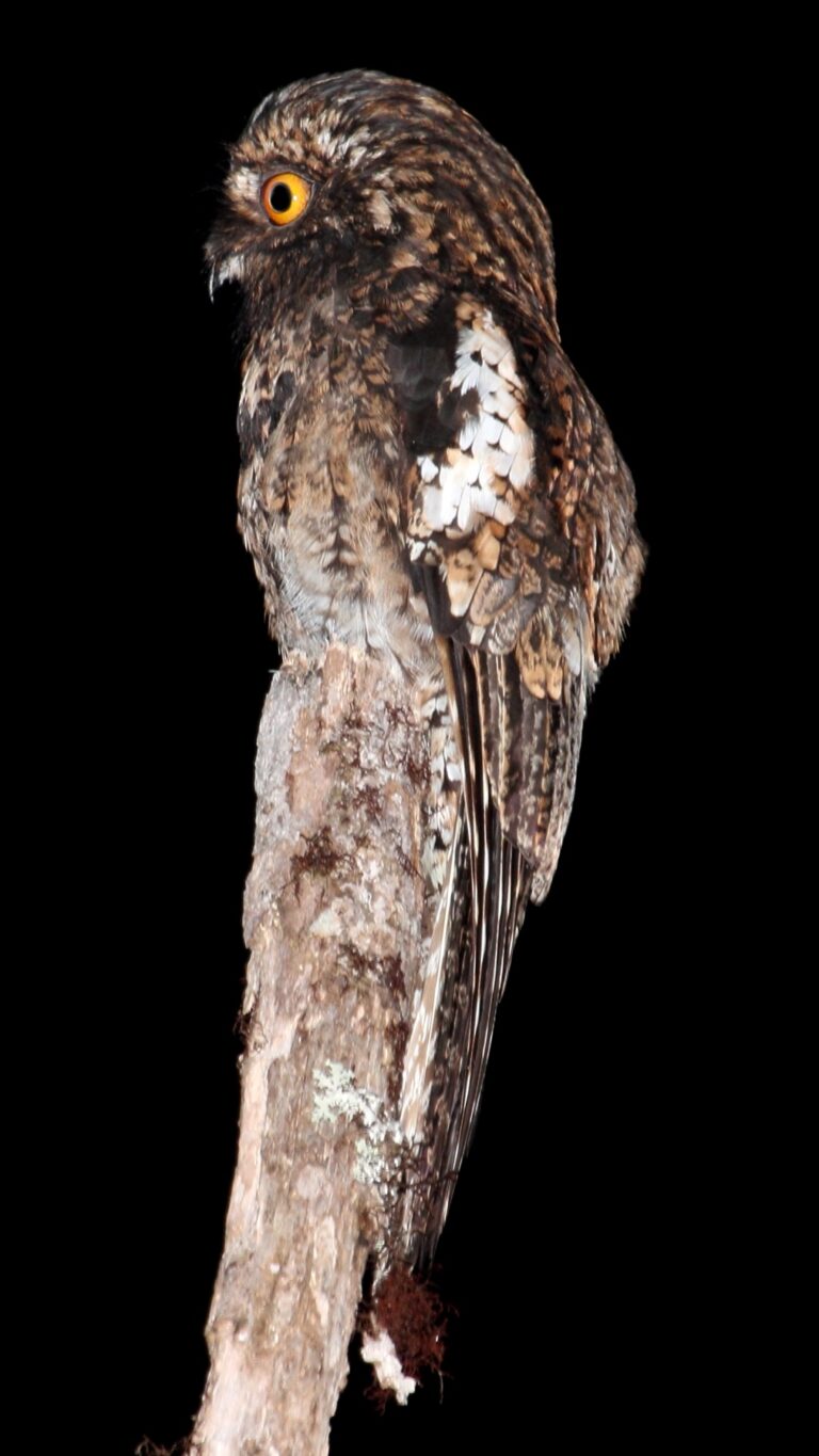 andean potoo (nyctibius maculosus) (9496853499) 1 andean potoo (nyctibius maculosus) (9496853499) 1