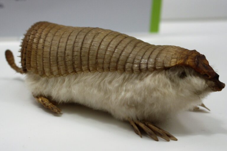 em chlamyphorus truncatus 2