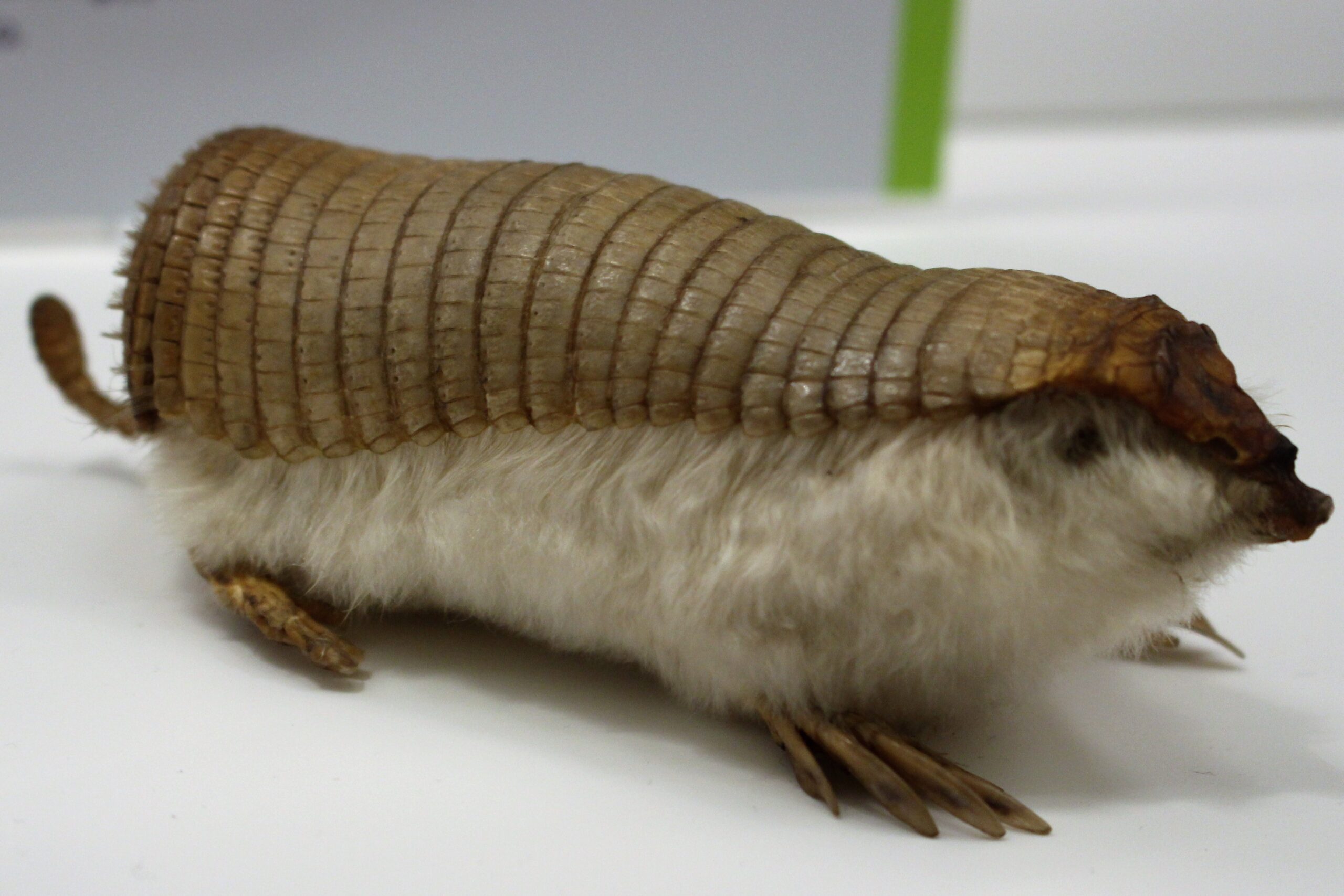 em chlamyphorus truncatus 2