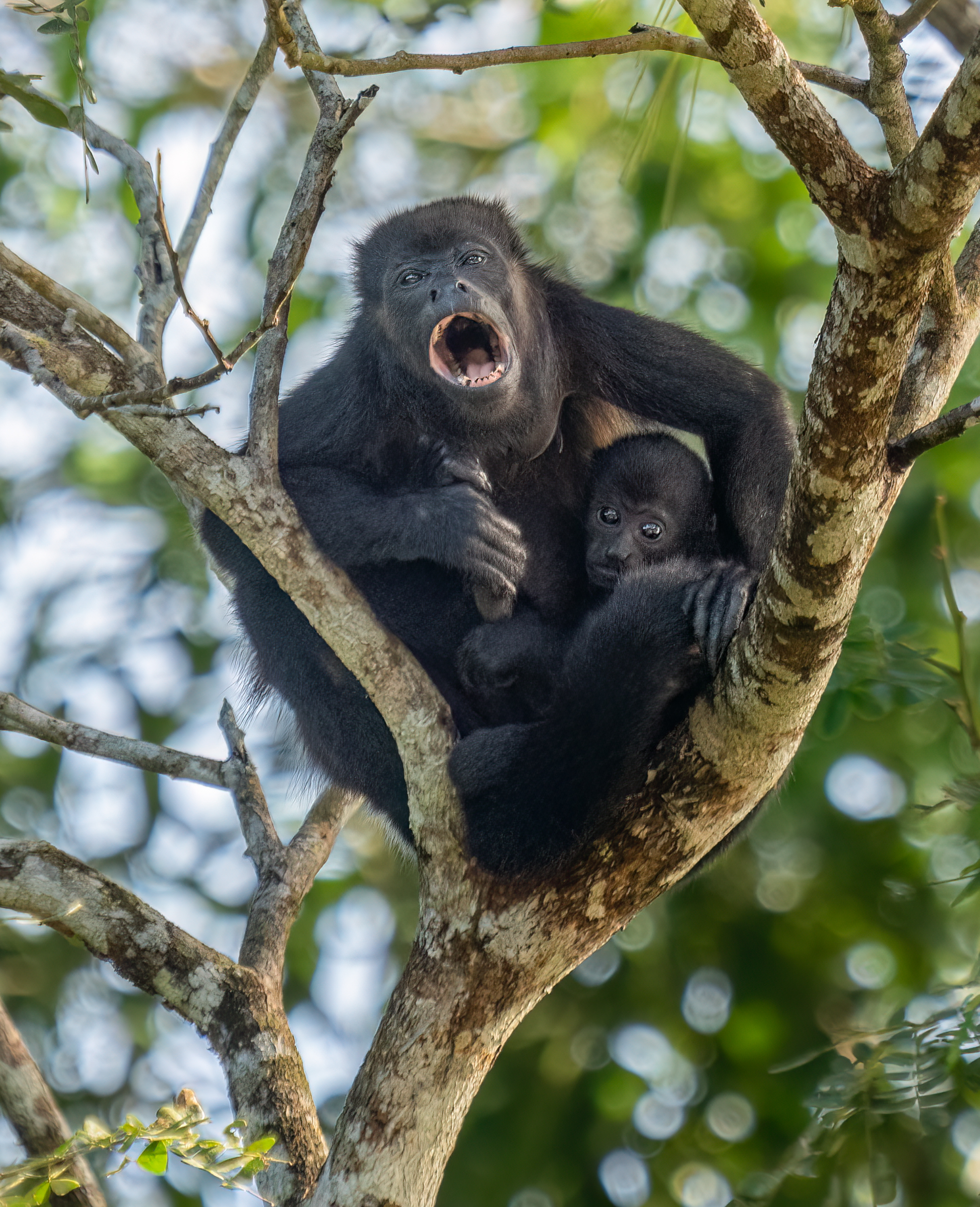 mantled howler monkey and baby (81337)2