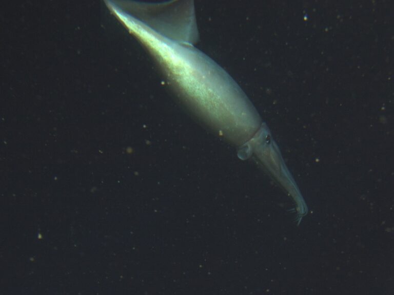 sanc1686 Humboldt Squid