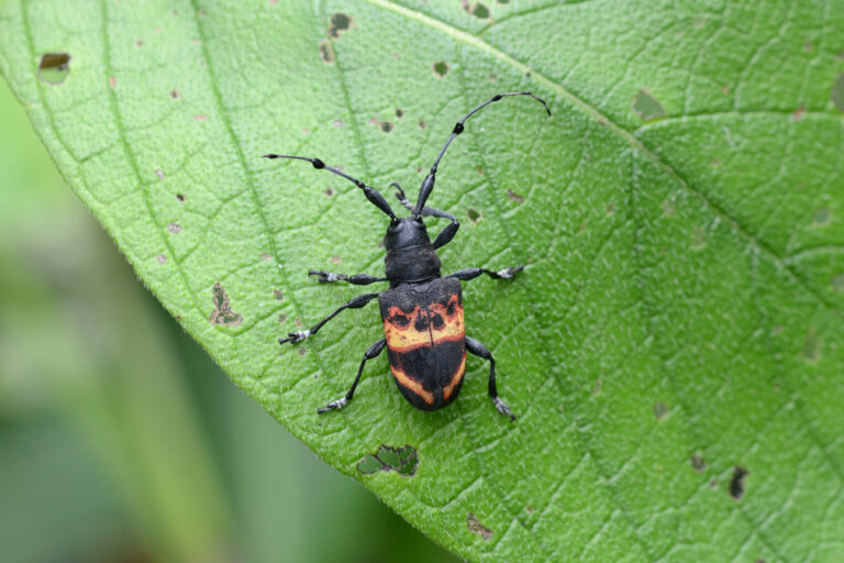flickr ggallice long horned beetle