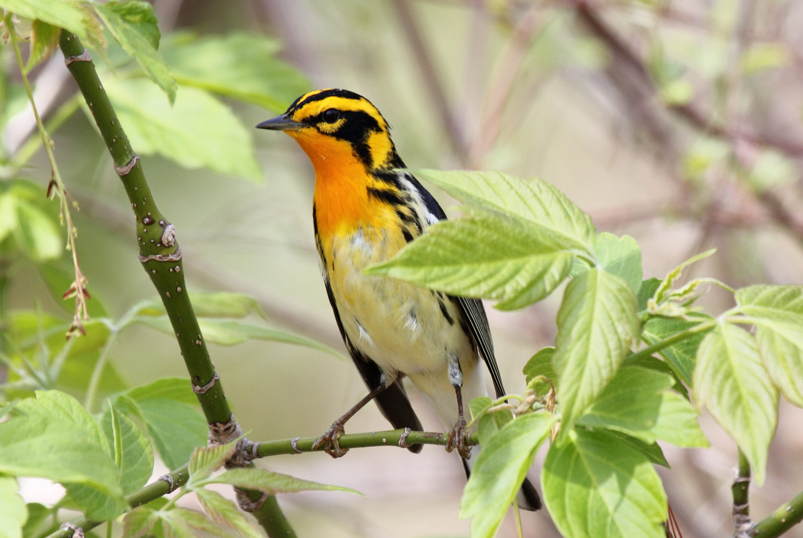 blackburnian warbler (setophaga fusca) (15412645342) blackburnian warbler (setophaga fusca) (15412645342)