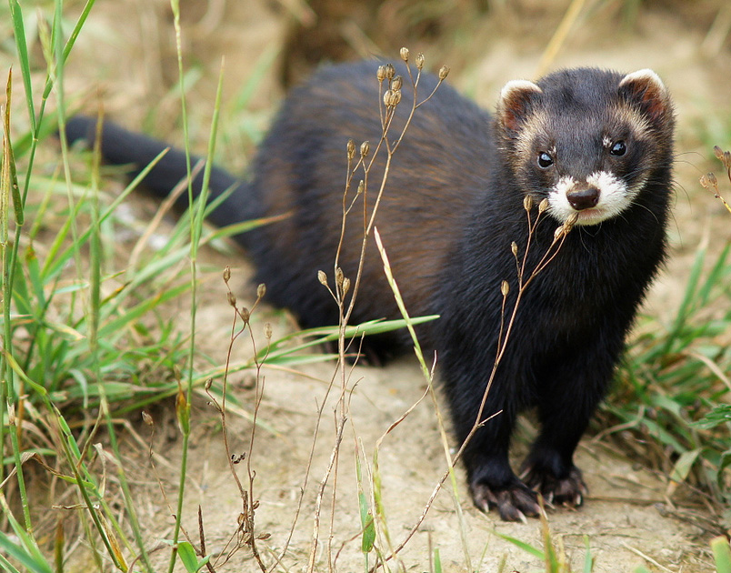 mustela putorius 01 cropped