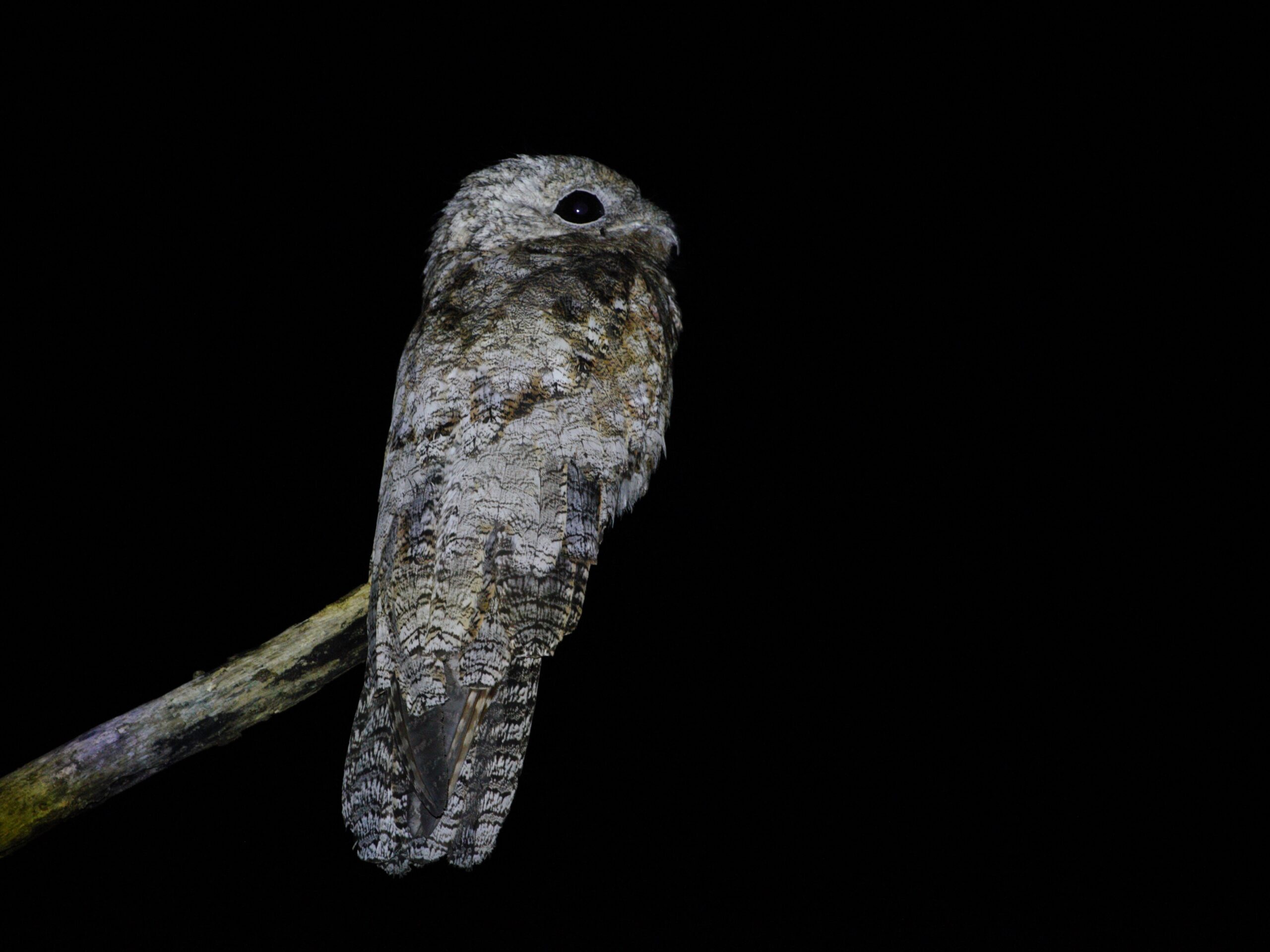 nyctibius grandis great potoo; apiacás, mato grosso, brazil nyctibius grandis great potoo; apiacás, mato grosso, brazil Potoo