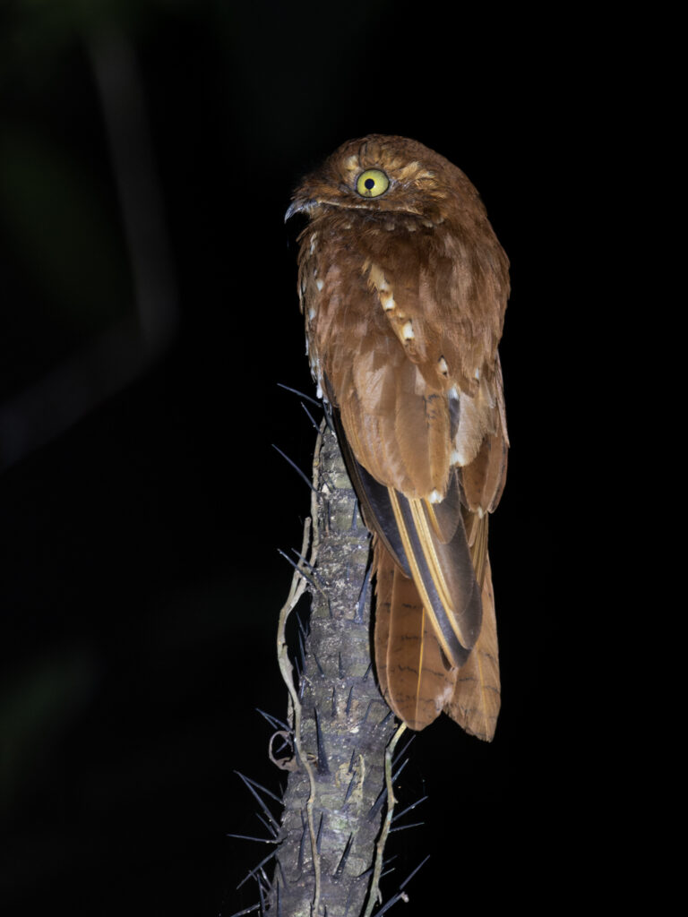 phyllaemulor bracteatus rufous potoo; novo airão, amazonas, brazil (cropped) phyllaemulor bracteatus rufous potoo; novo airão, amazonas, brazil (cropped)