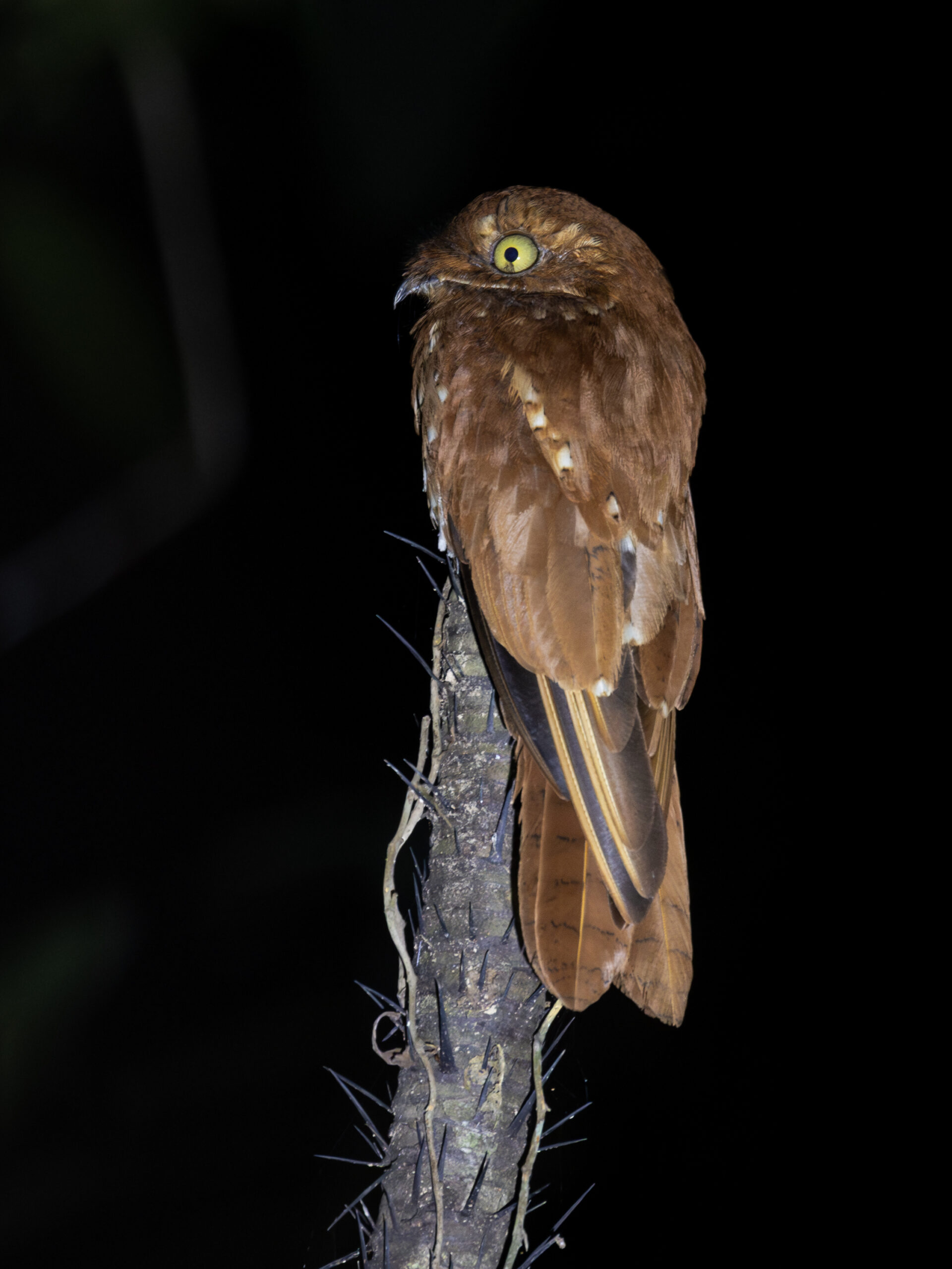 phyllaemulor bracteatus rufous potoo; novo airão, amazonas, brazil (cropped) phyllaemulor bracteatus rufous potoo; novo airão, amazonas, brazil (cropped)
