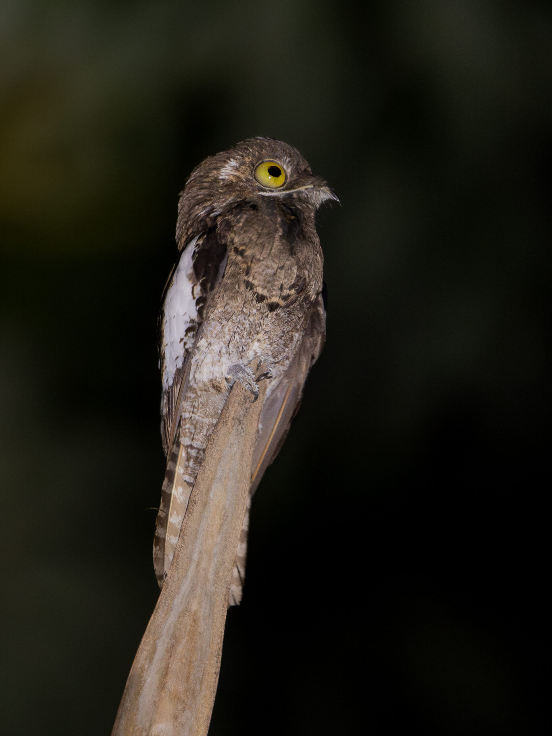 nyctibius leucopterus white winged potoo; presidente figueiredo, amazonas, brazil (cropped2) nyctibius leucopterus white winged potoo; presidente figueiredo, amazonas, brazil (cropped2)