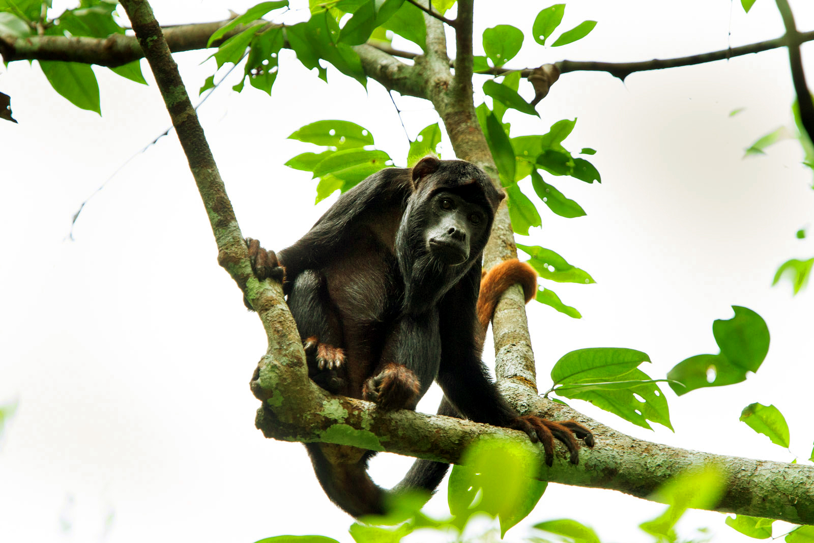 red handed howler monkey (alouatta belzebul)