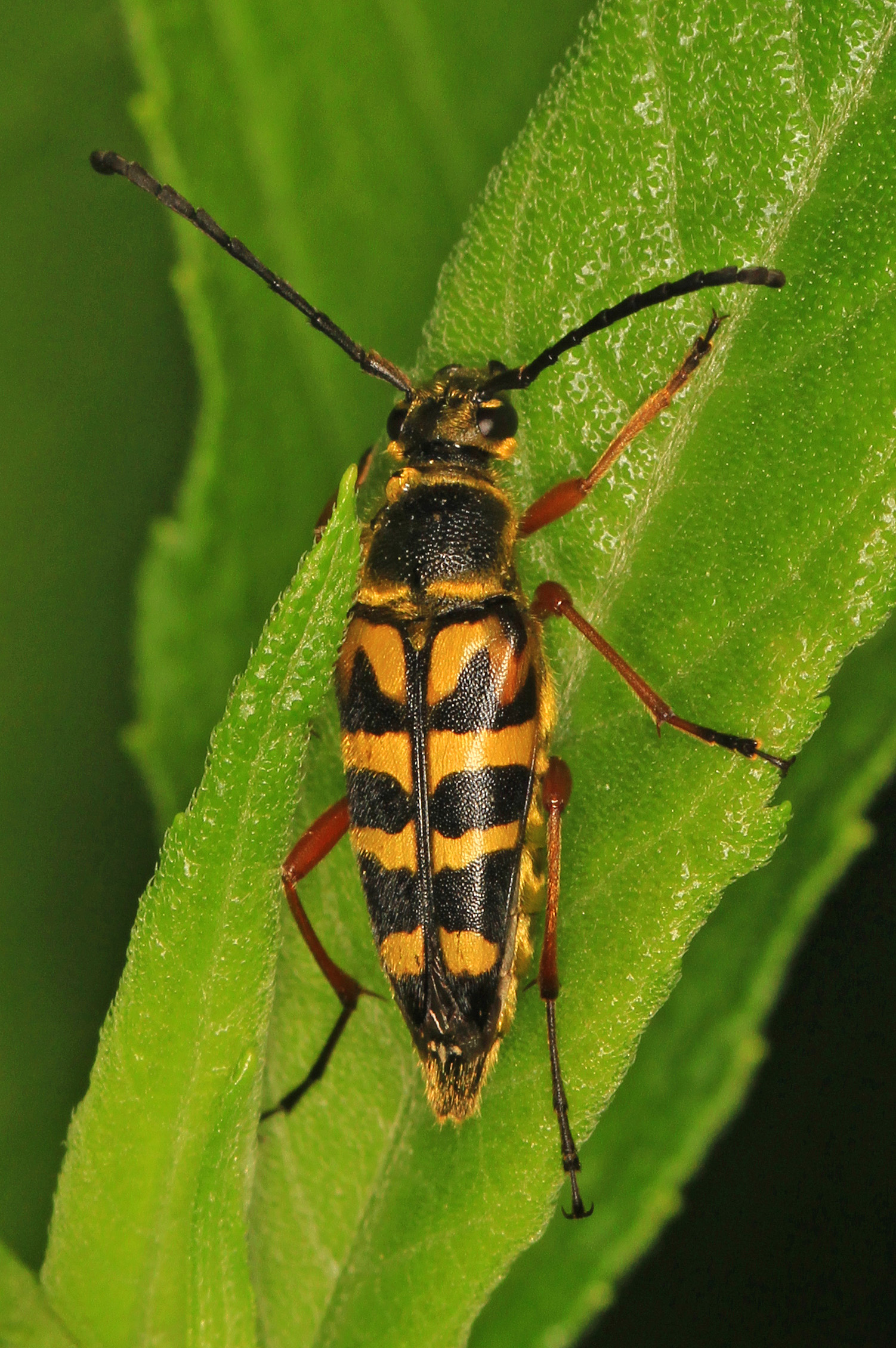 long horned beetle typocerus velutinus, crater of diamonds state park, murfreesboro, arkansas