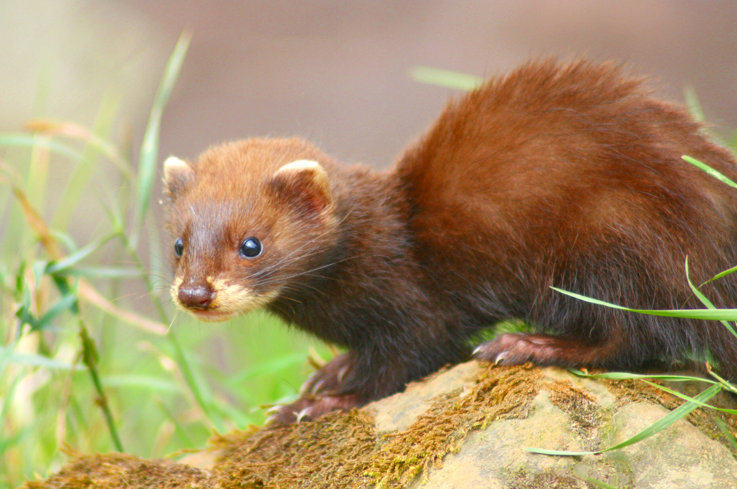european polecat (mustela putorius) 8