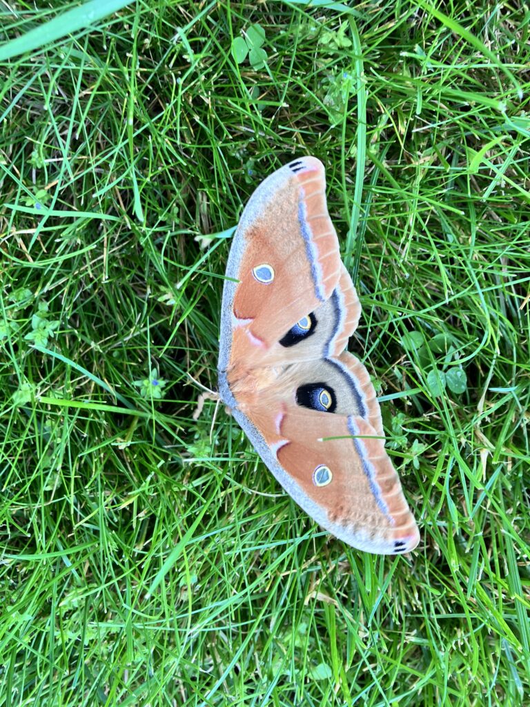 antheraea polyphemus moth on grass (1)