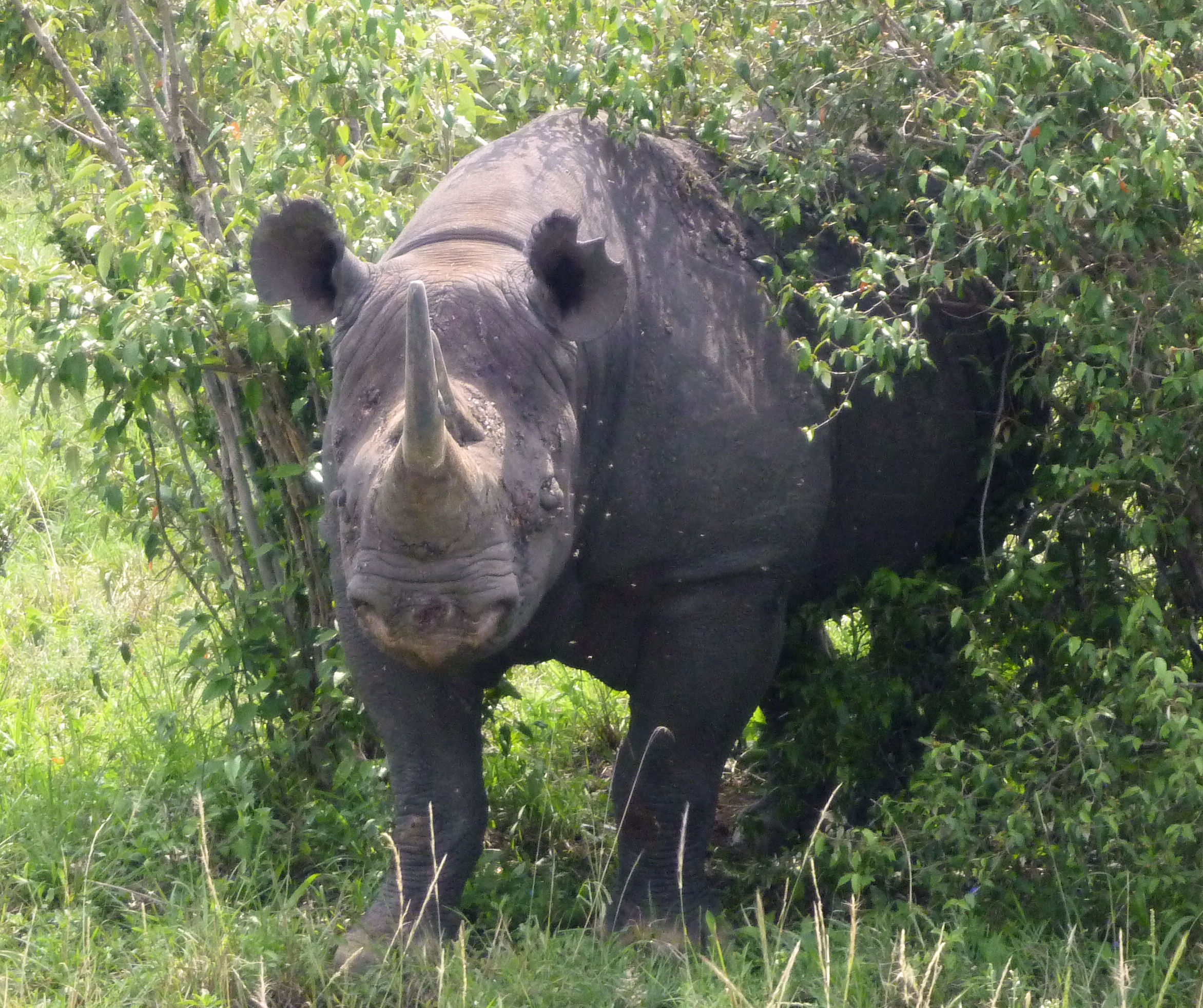 diceros bicornis kenya