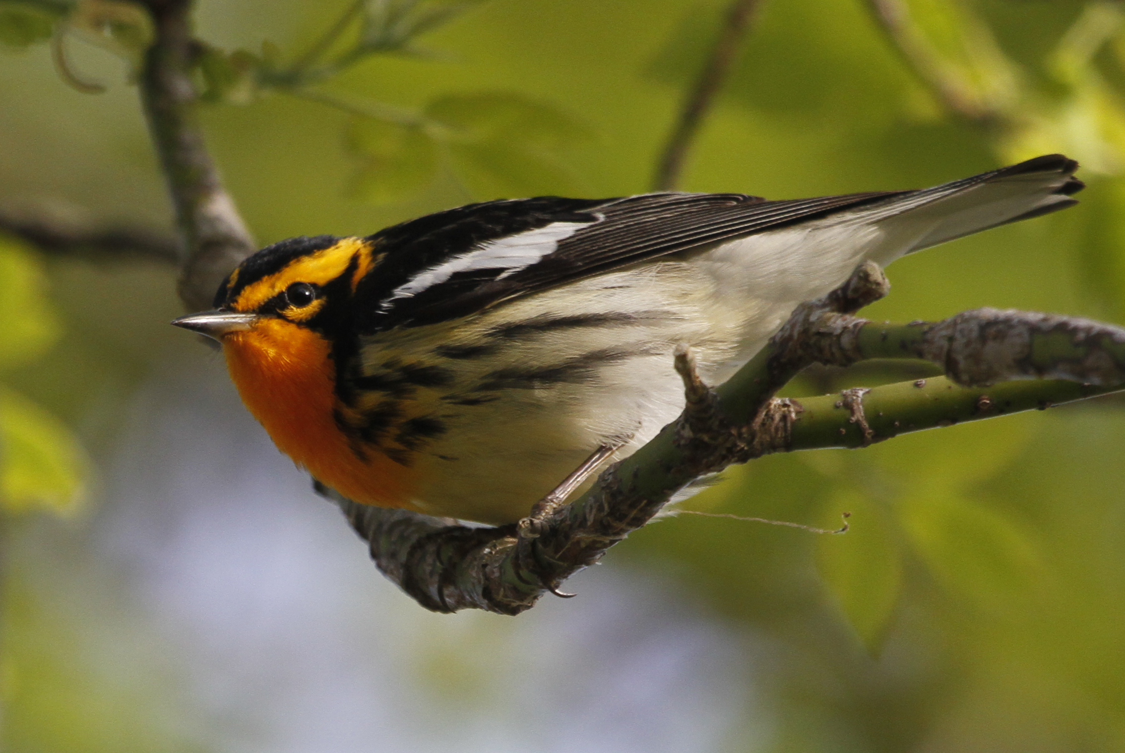 blackburnian warbler setophaga fusca, magee marsh, ohio 2 blackburnian warbler setophaga fusca, magee marsh, ohio 2