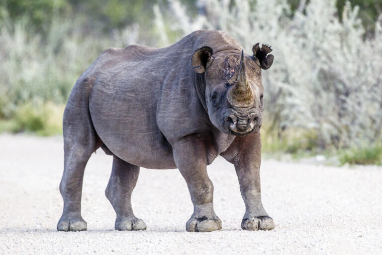 diceros bicornis etosha, 2014