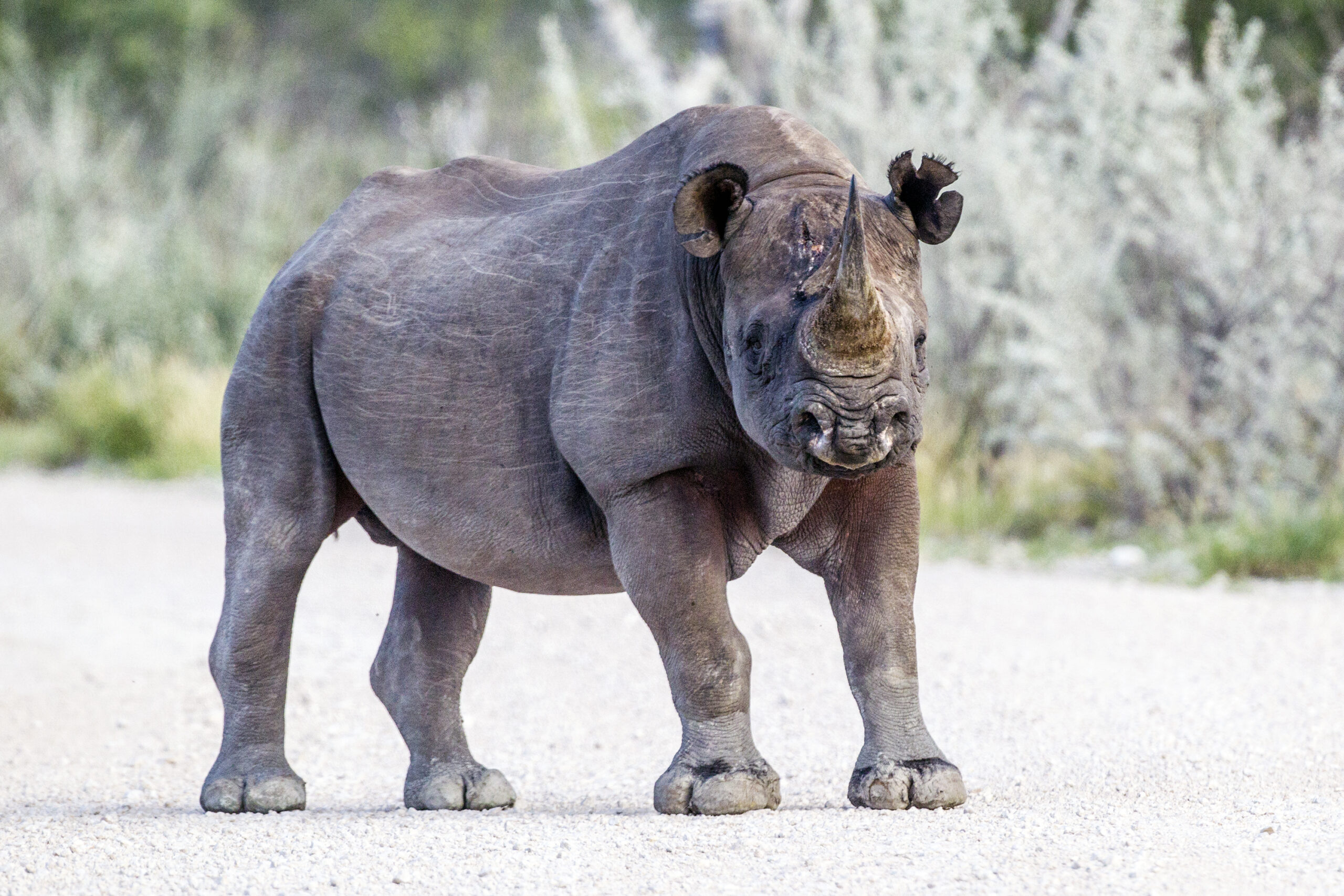 diceros bicornis etosha, 2014