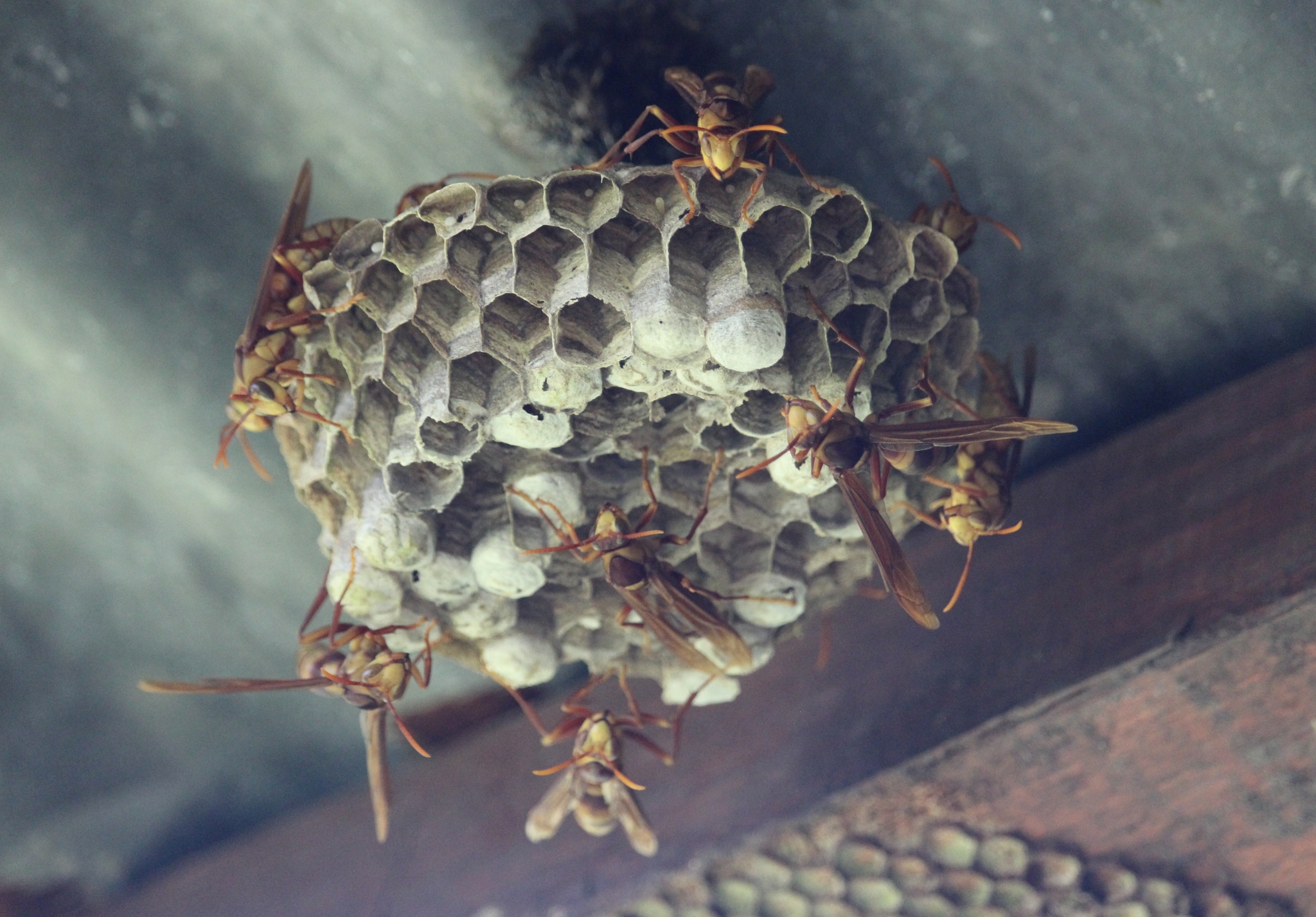 polistes carnifex henkerwespe, nest 169369298 polistes carnifex henkerwespe, nest 169369298