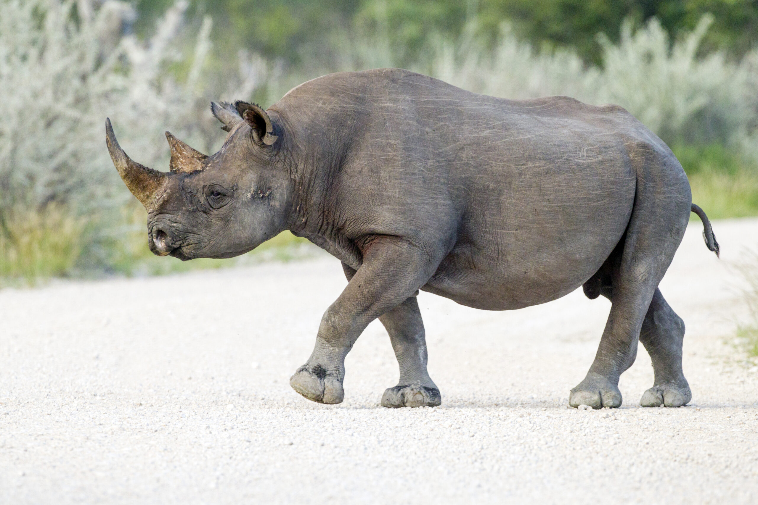 diceros bicornis profile etosha 2014