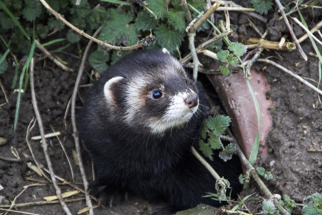 european polecat (mustela putorius)