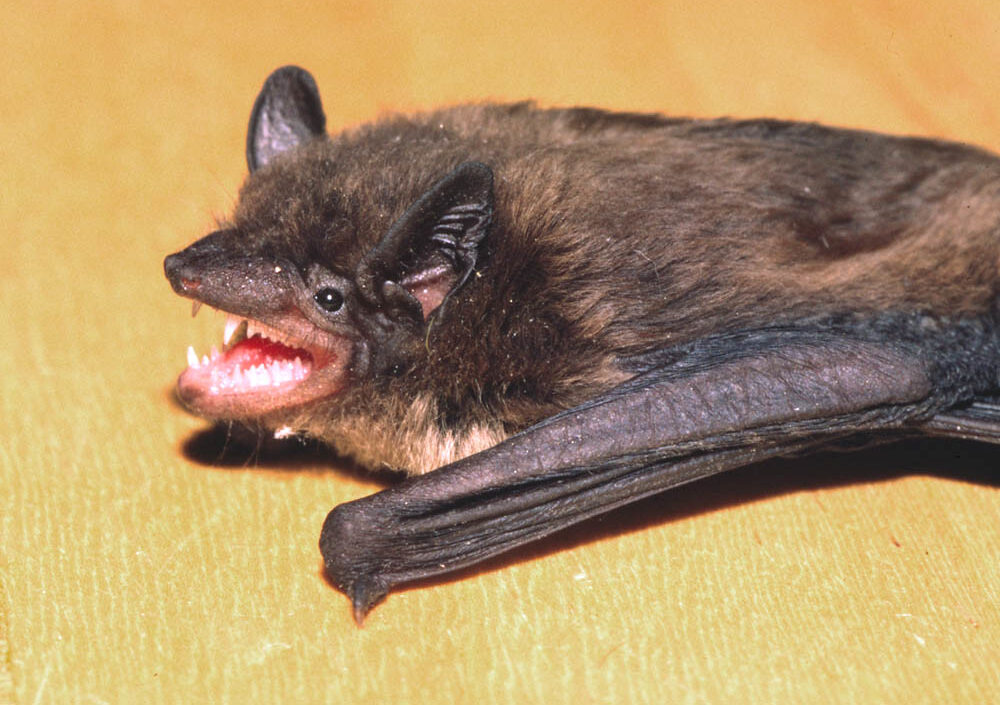 Evening Bat