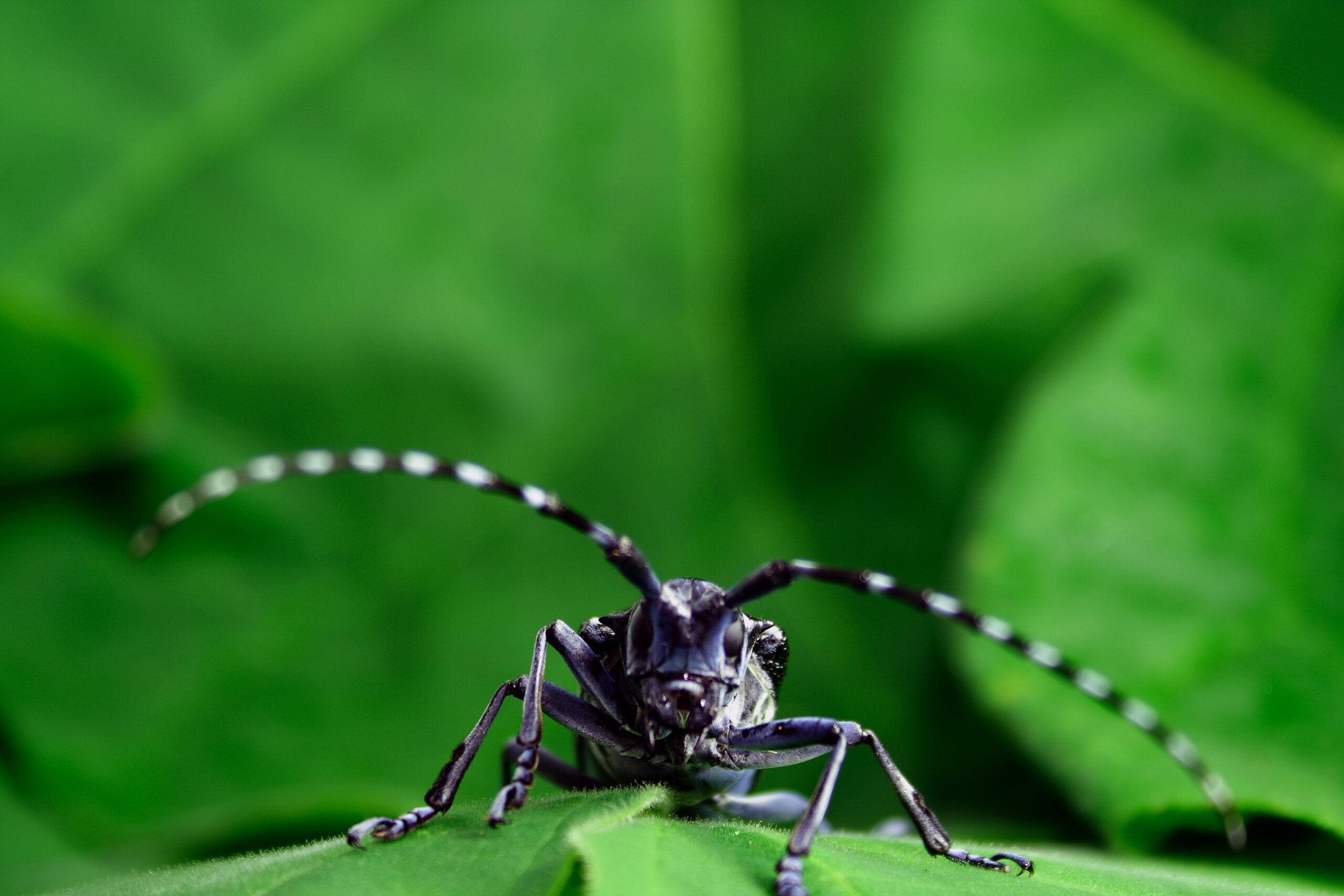 asian long horned beetle kyle ramirez
