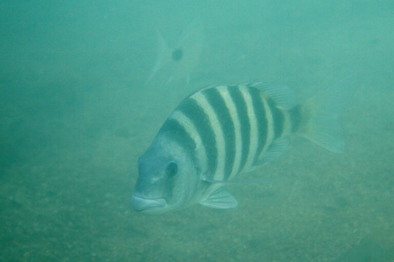 img 2933wb sheepshead (archosargus probatocephalus)