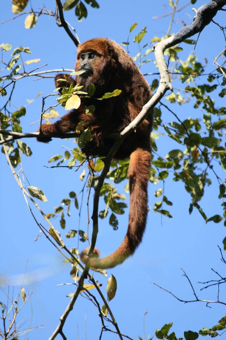 brown howler monkey