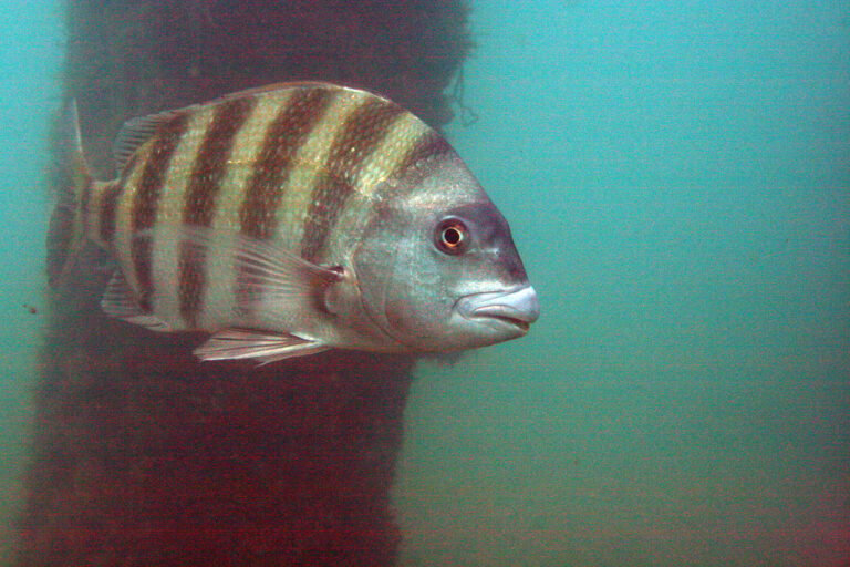 img 2441wb sheepshead (archosargus probatocephalus)