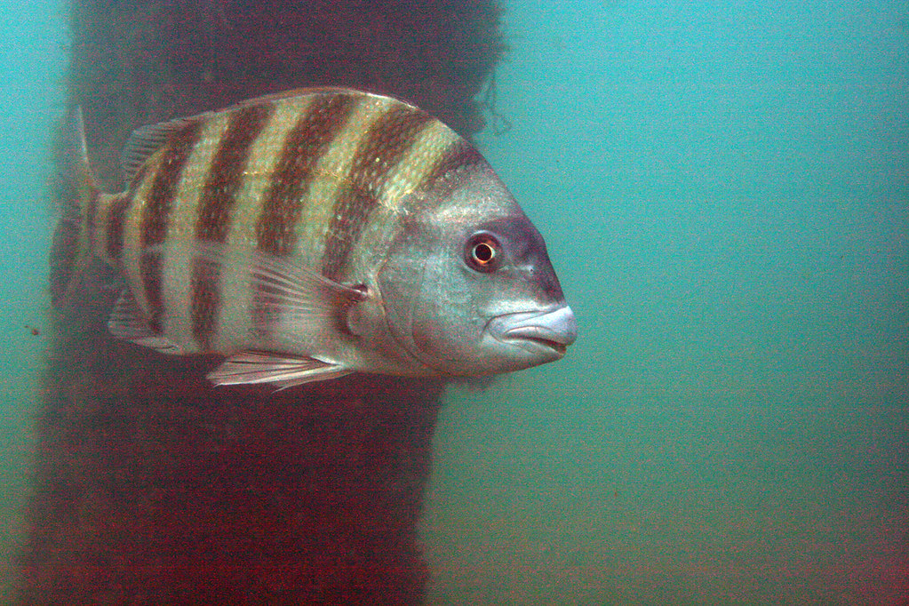 img 2441wb sheepshead (archosargus probatocephalus)
