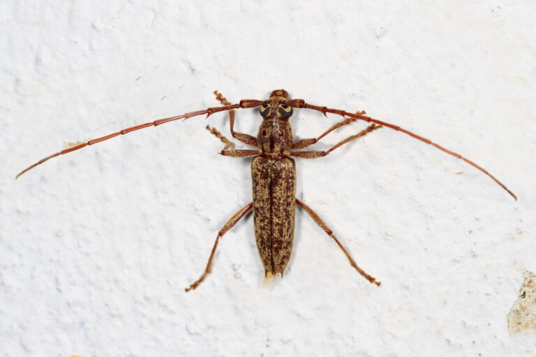 day 168 long horned beetle parelaphidion aspersum, woodbridge, virginia