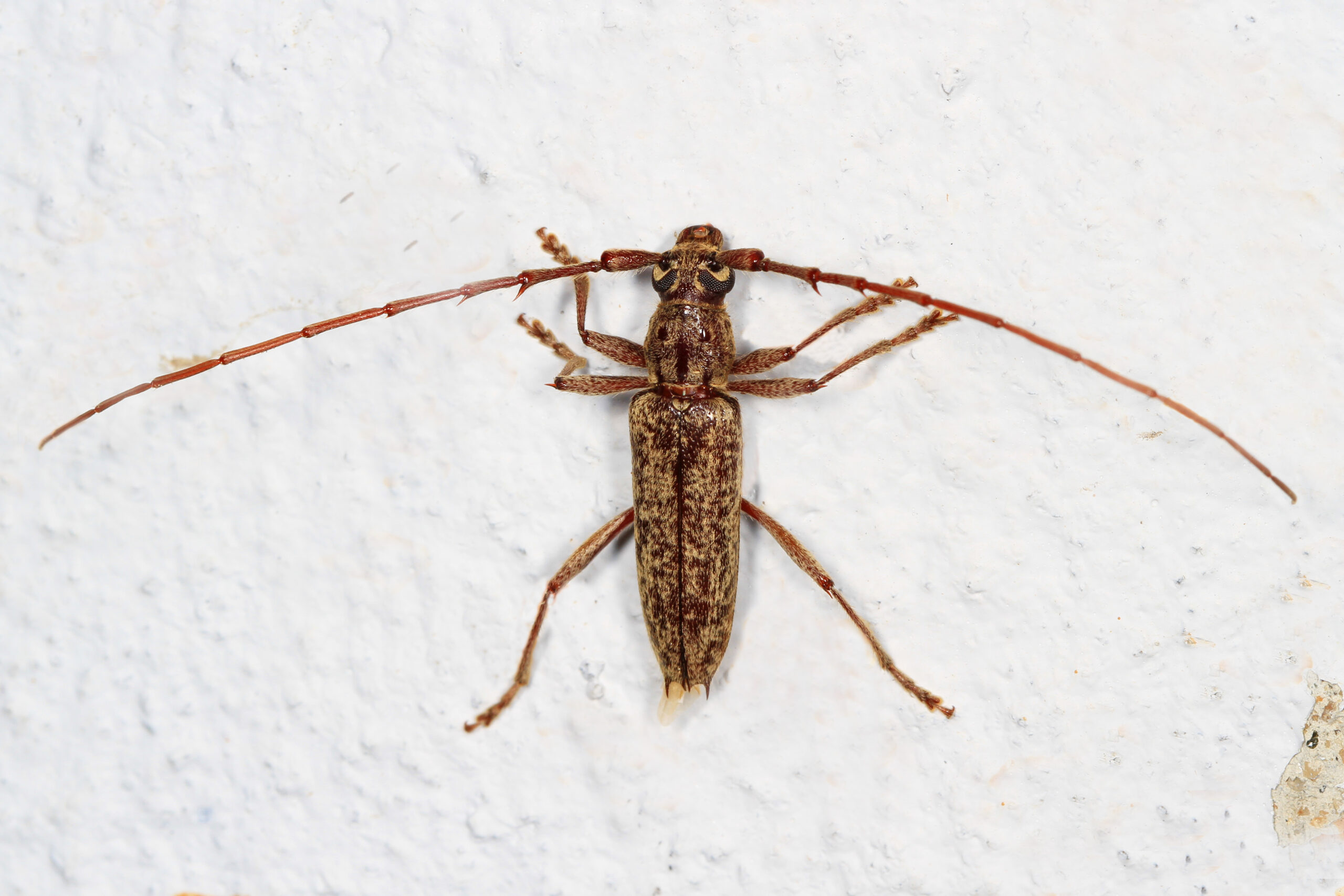 day 168 long horned beetle parelaphidion aspersum, woodbridge, virginia