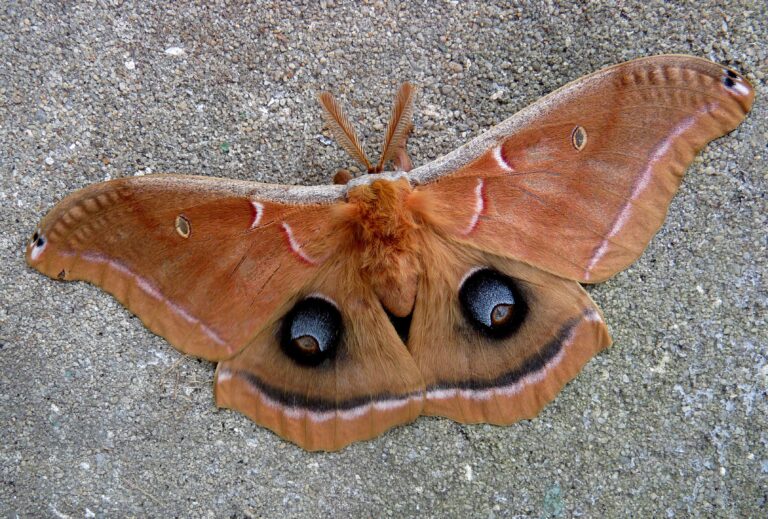 polyphemus moth ( antheraea polyphemus ) flickr andrea westmoreland