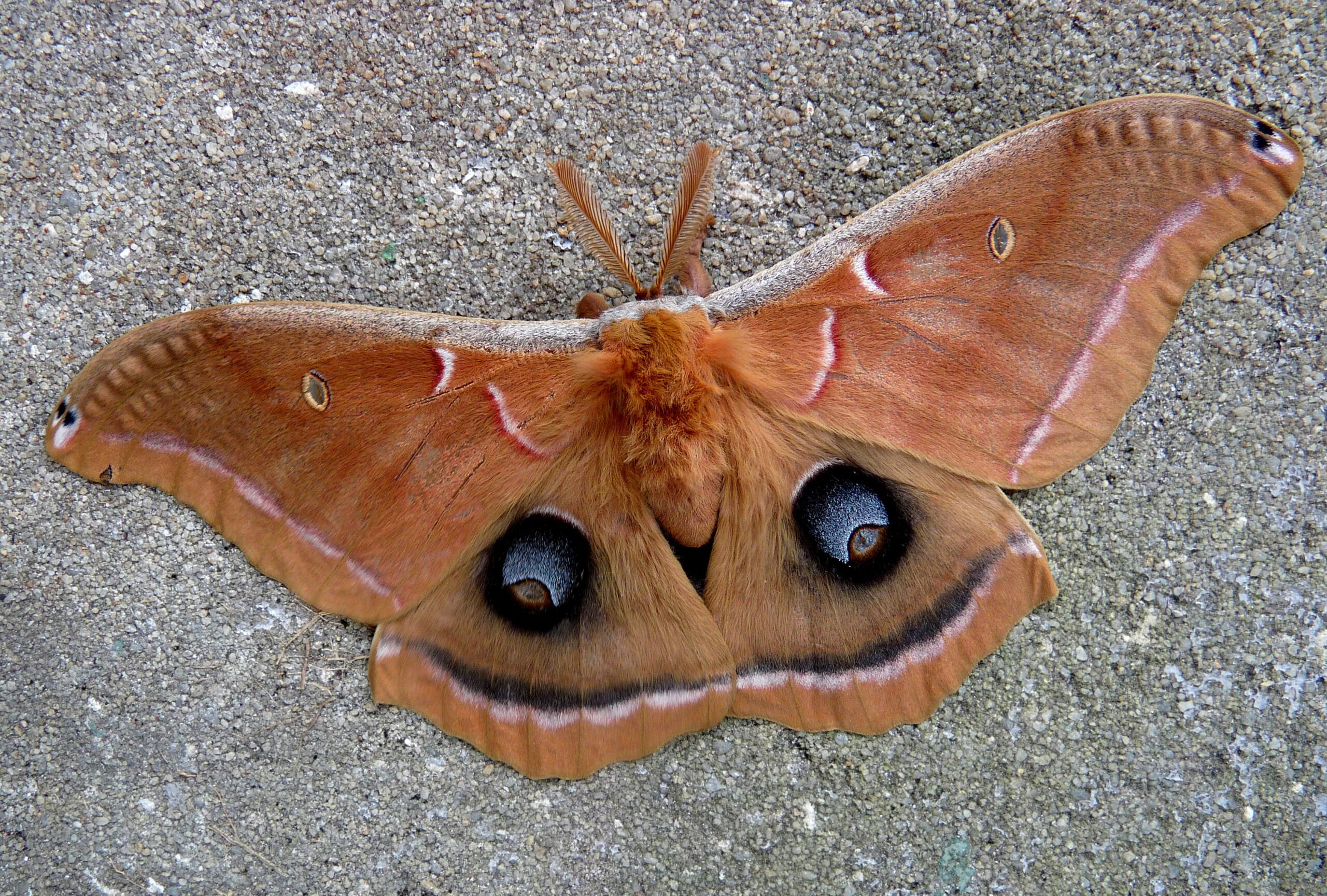 polyphemus moth ( antheraea polyphemus ) flickr andrea westmoreland