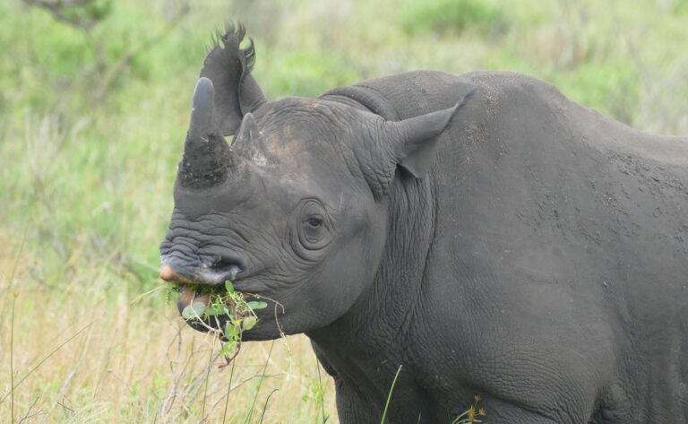 black rhino (diceros bicornis) browsing … (46584052962)