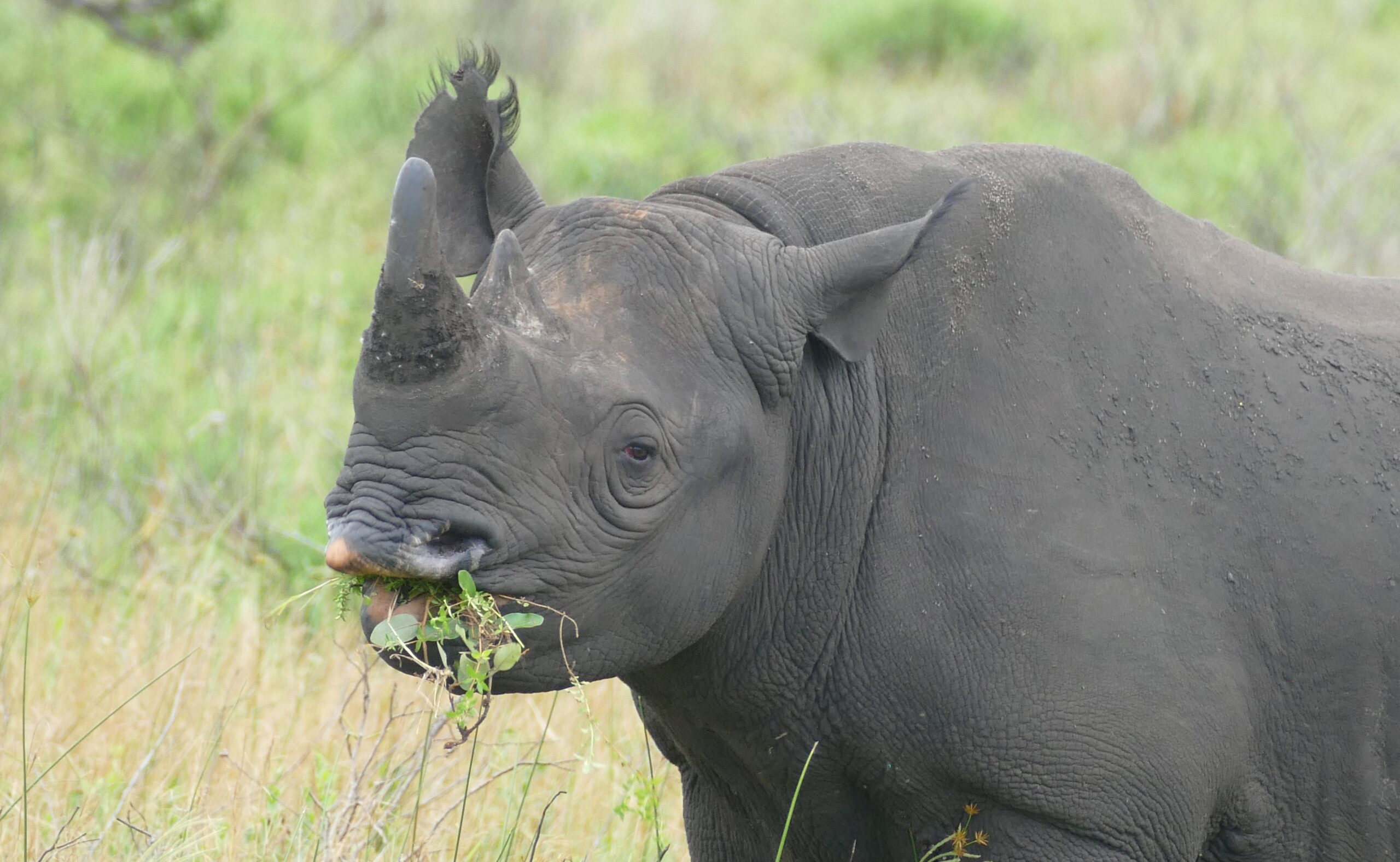 black rhino (diceros bicornis) browsing … (46584052962)