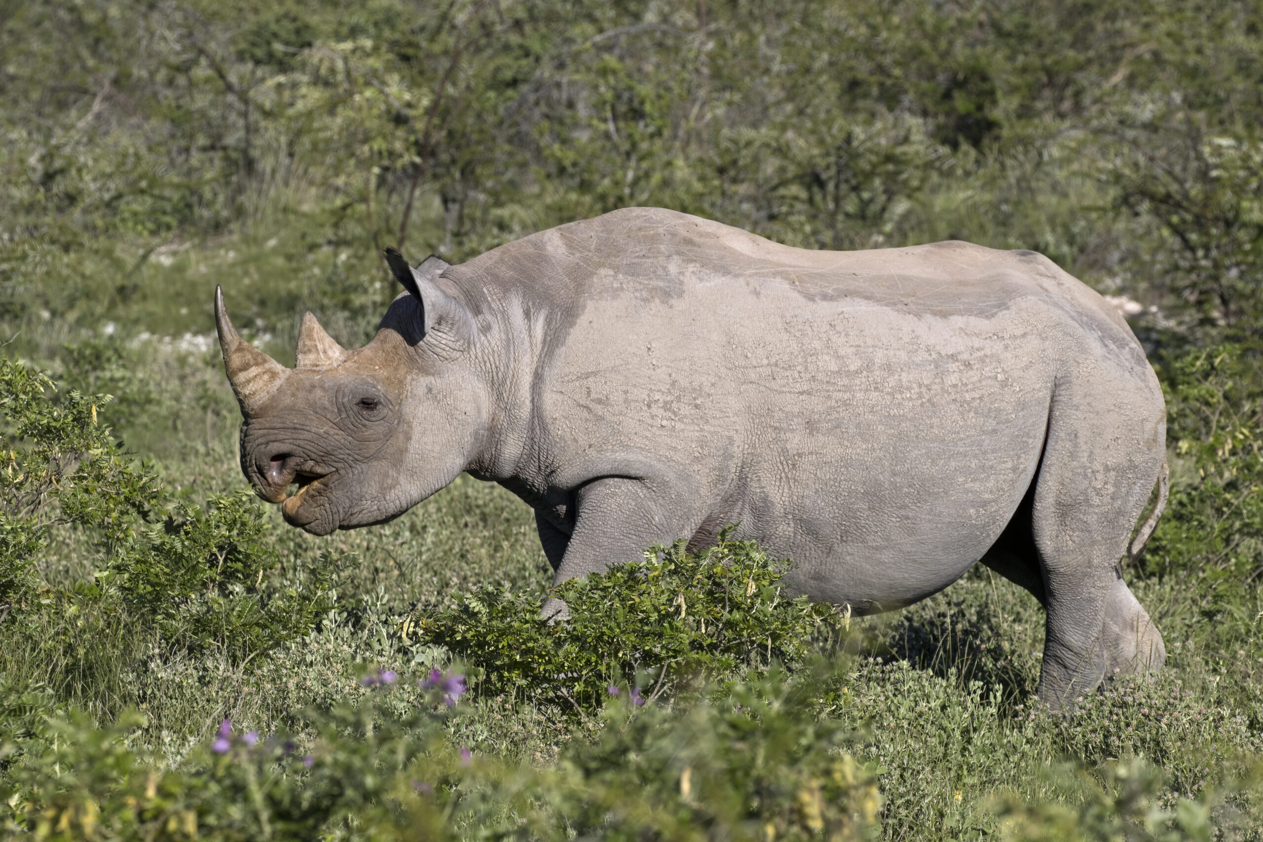 south western black rhinoceros (diceros bicornis occidentalis) female
