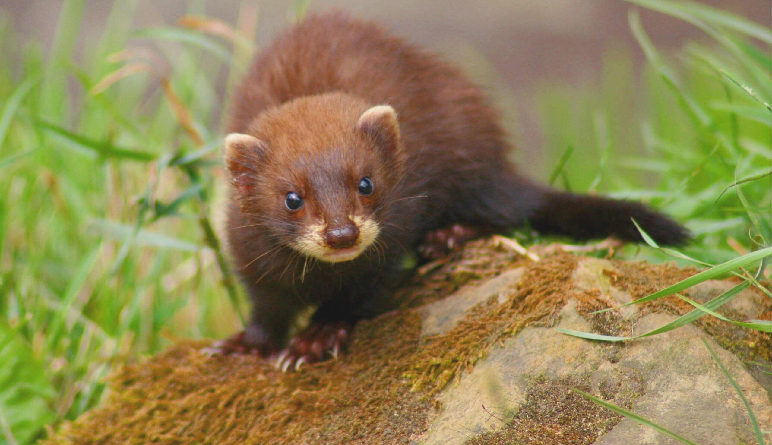 european polecat by keven law  European Polecat