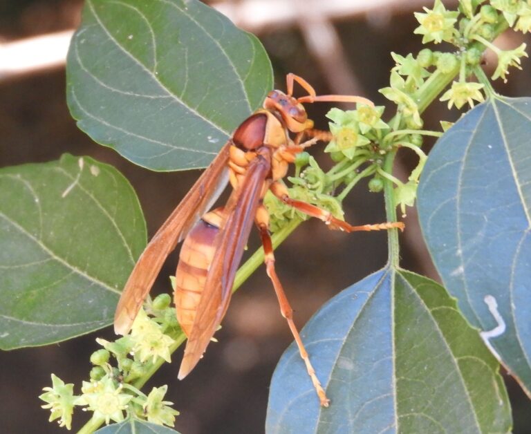 polistes carnifex ssp. carnifex in situ mazatlán, sinaloa, mexico on 21 november 2018 photographed by francisco farriols sarabia polistes carnifex ssp. carnifex in situ mazatlán, sinaloa, mexico on 21 november 2018 photographed by francisco farriols sarabia