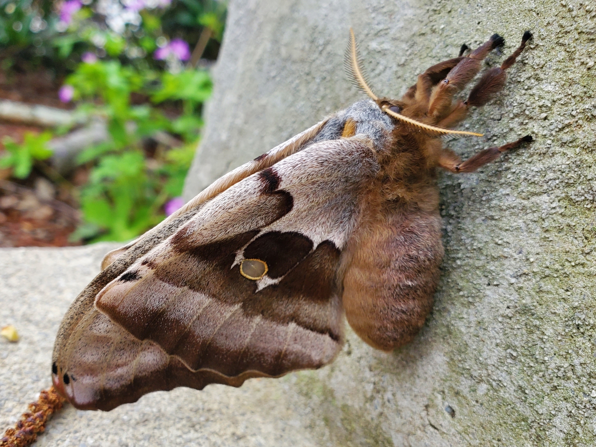 antheraea polyphemus 365437343