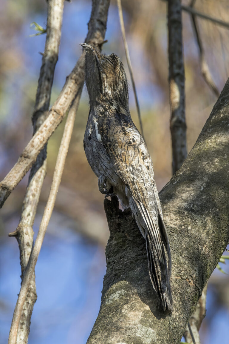 northern potoo (nyctibius jamaicensis mexicanus) roosting los tarrales northern potoo (nyctibius jamaicensis mexicanus) roosting los tarrales